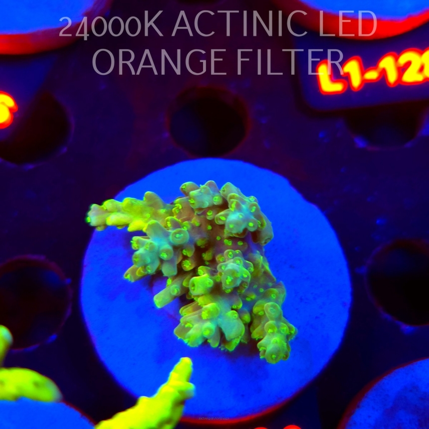Acropora BANANA DRAGON (02.08.2026) L1-090  4cm
