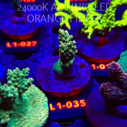 Acropora TG PINK FLOYD ACRO (11.10.2025) L1-035  5cm