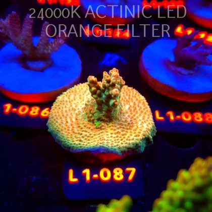 Acropora loripes GOLDEN JAWDROPPER (02.08.2026) L1-087  5cm