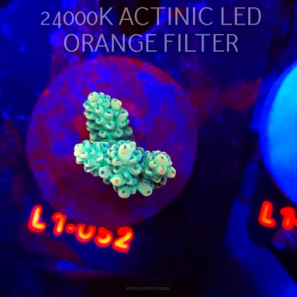 Acropora TG PINK FLOYD ACRO (16.03.2026) L1-052  4cm