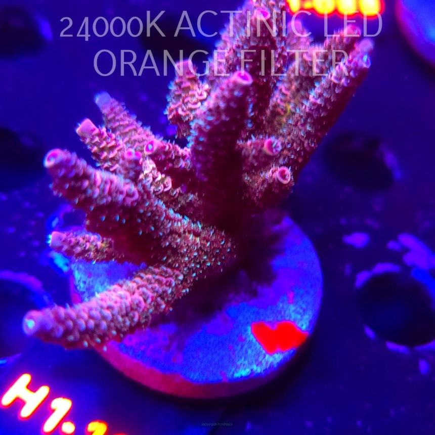 Acropora MILLEPORA PINK FUSION (02.02.2026) H1-104  8cm
