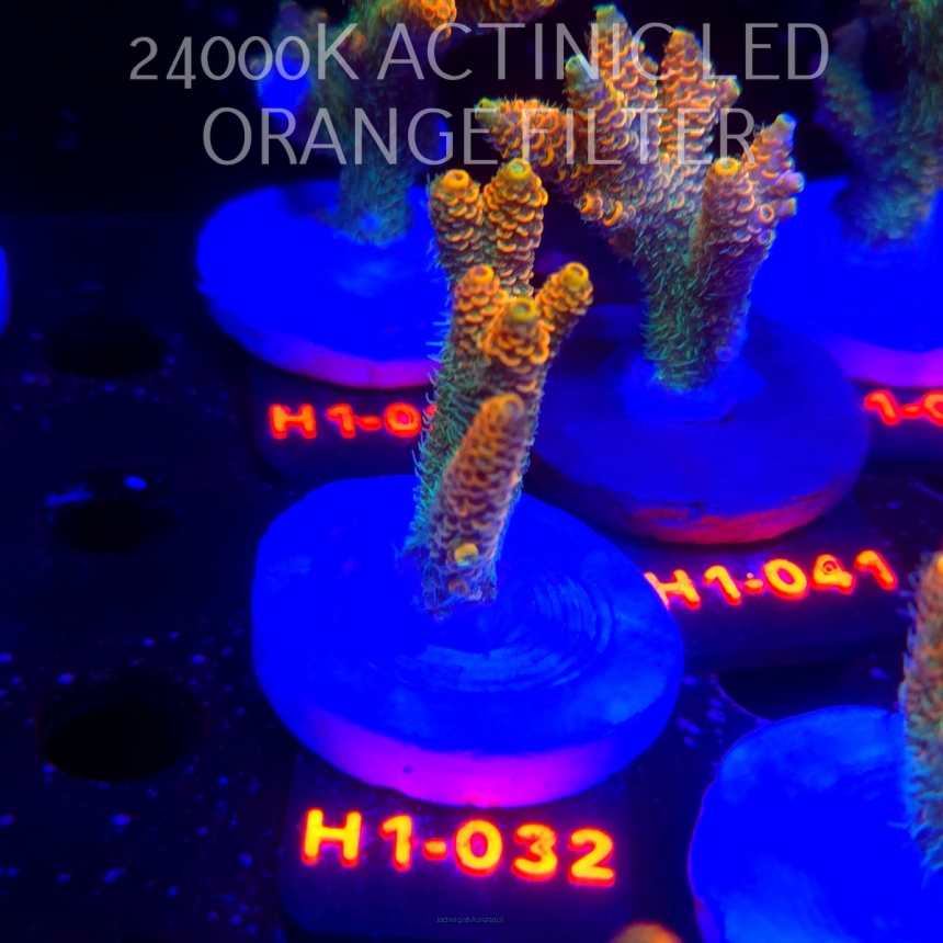 Acropora MILLEPORA ELECTRIC ORANGE JAWDROPPER (02.11.2025) H1-032  5cm
