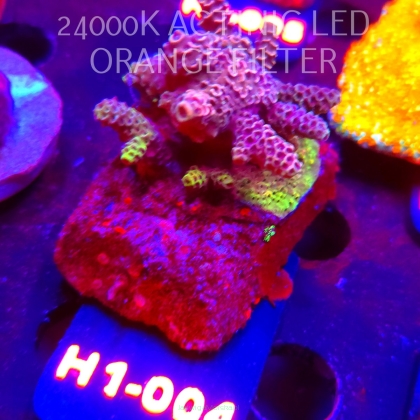 Acropora MILLEPORA PINK FUSION (24.05.2026) H1-004  5cm