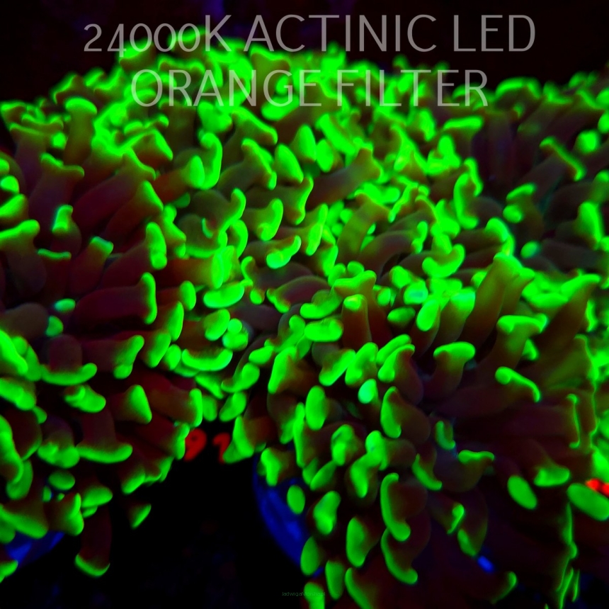Euphyllia paraancora GREEN (20.06.2026) H3-091