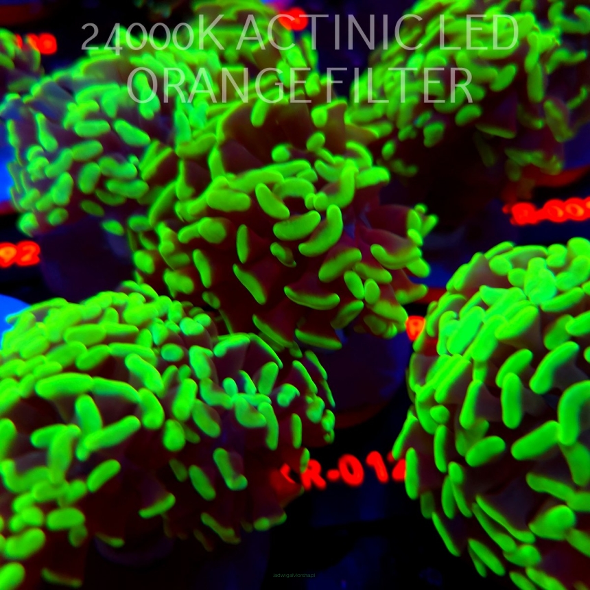 Euphyllia paraancora GREEN (04.04.2026) KR-012