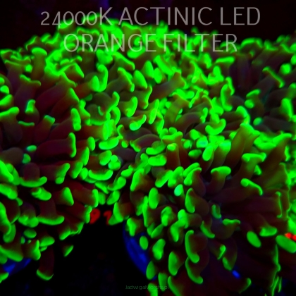 Euphyllia paraancora GREEN (20.06.2026) H3-091
