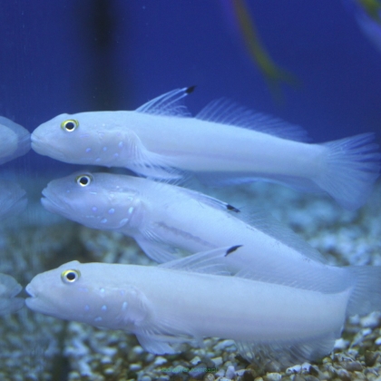 Valenciennea sexguttata rozmiar 5-6cm