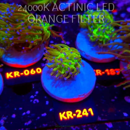 Euphyllia glabrescens TG TOXIC JOKER TORCH (01.07.2026) KR-241