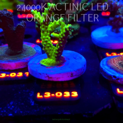 Acropora sp. PREMIUM AUSTRALIA (09.05.2026) L3-033  6cm