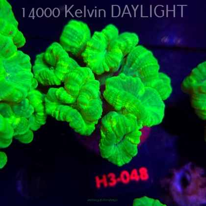 Caulastrea furcata (01.06.2026) H3-048  8P