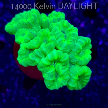 Caulastrea furcata (01.09.2025)  8P