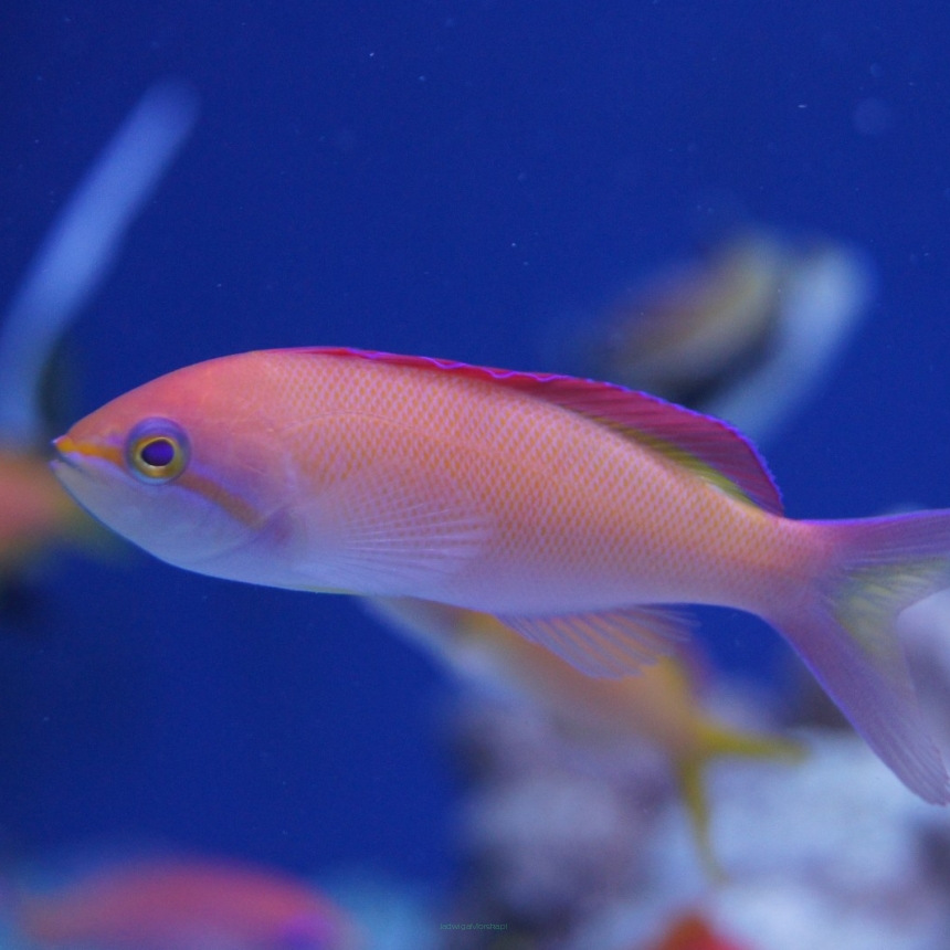 Pseudoanthias dispar (Mirolabrichthys dispar) rozmiar 8-9 cm