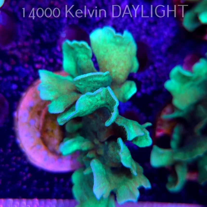 Pavona cactus (18.05.2025)  8cm