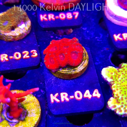 Micromussa amakusensis RED ULTRA (06.12.2025) KR-044  3cm