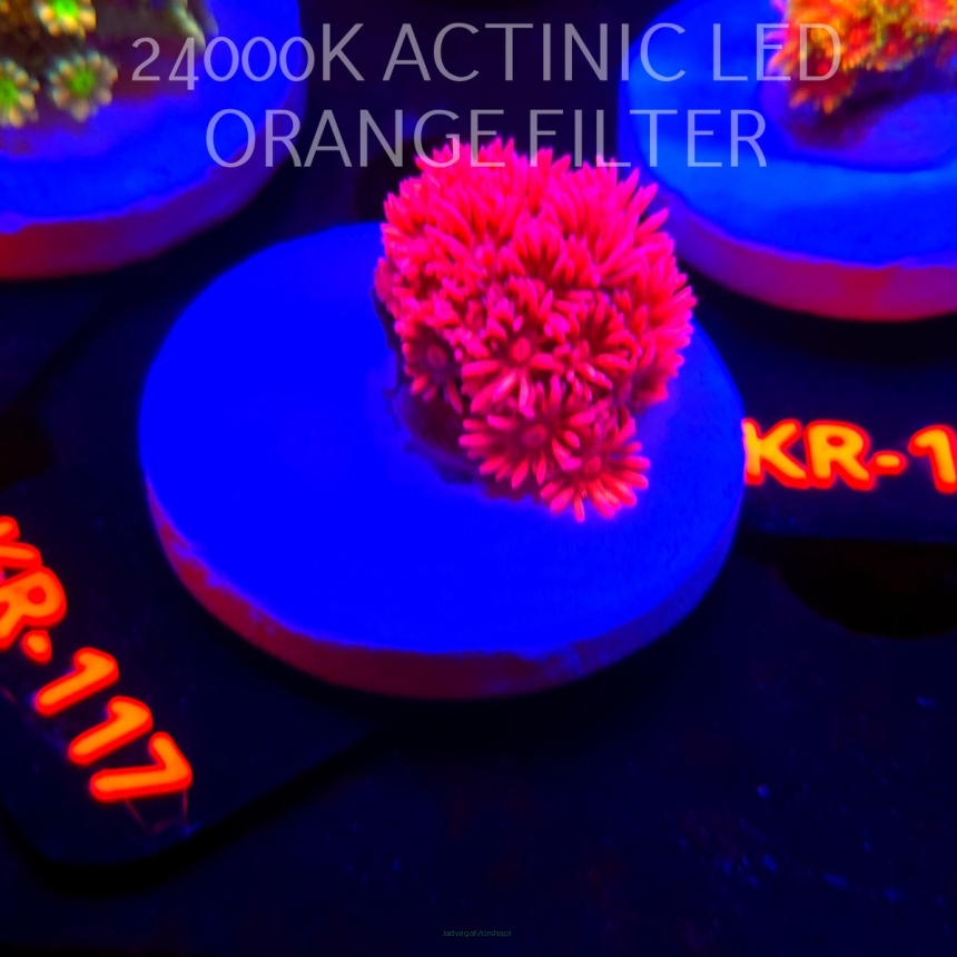 Goniopora FIREBALL (17.01.2026) KR-117  2cm