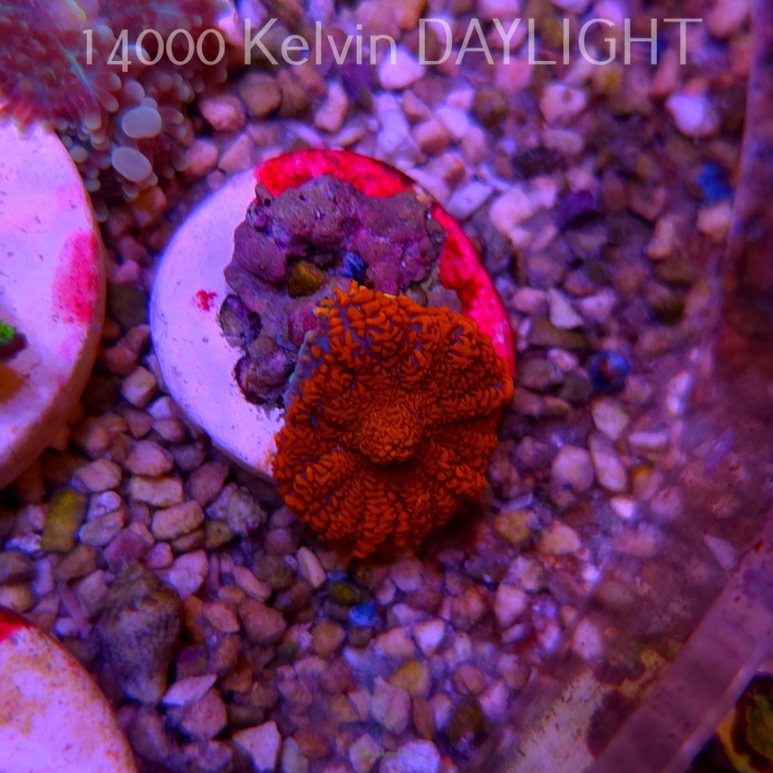 Rhodactis GRAND MASTER RED (03.06.2025)  2cm