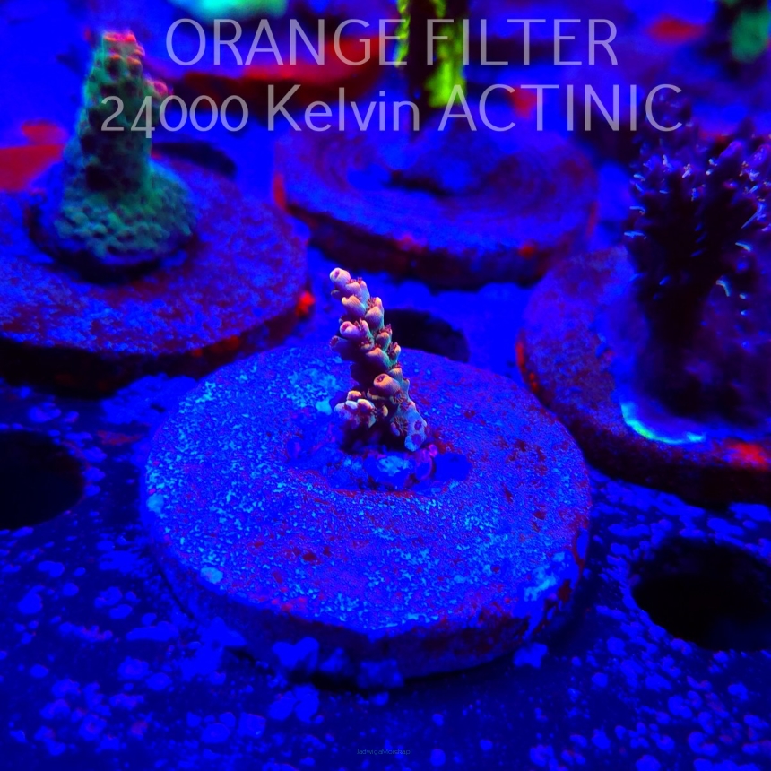Acropora JMC GOLDEN DRAGON (24.05.2025) L2-II-18  2cm