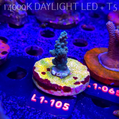 Acropora sp. AUSTRALIA (11.10.2025) L1-105  4cm