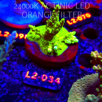 Acropora YELLOW PRINCESS (17.03.2026) L2-034  5cm