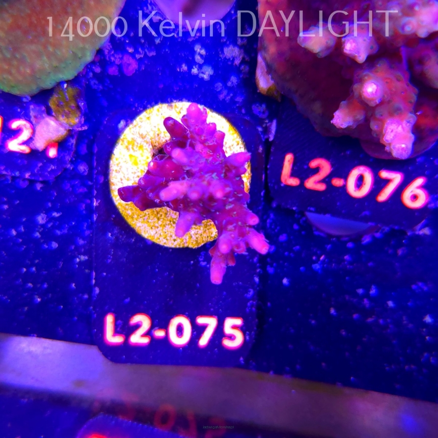 Acropora sp. AUSTRALIA (18.03.2026) L2-075  4cm