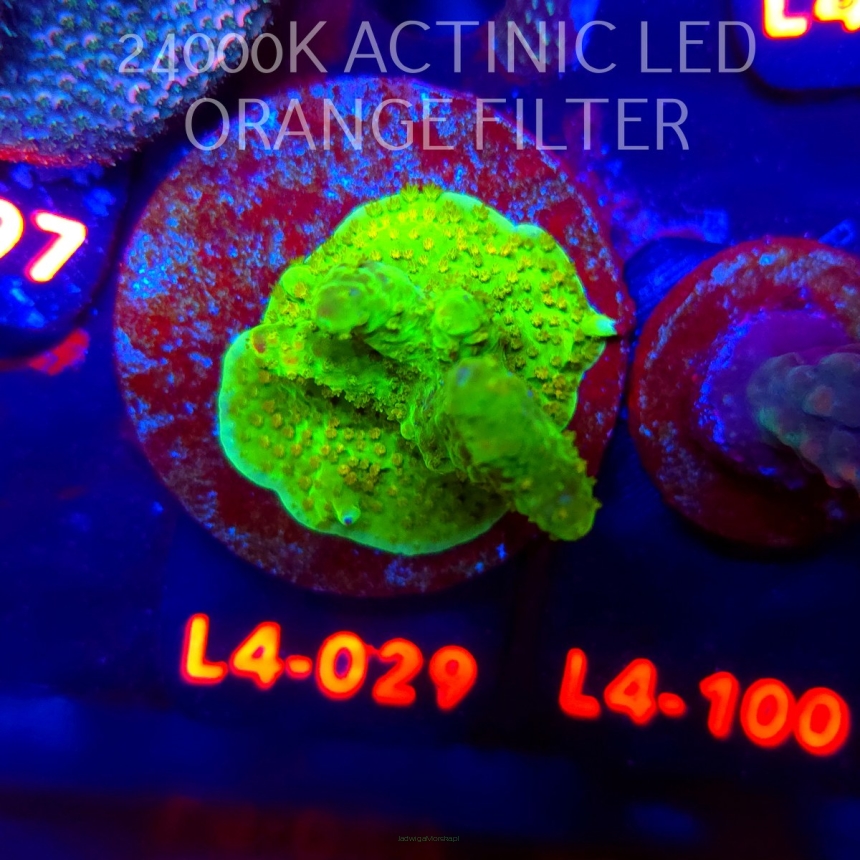 Acropora RR RAINBOW LOOM  (06.01.2026) L4-029  6cm