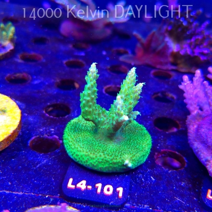 Acropora RR RAINBOW LOOM  (20.05.2026) L4-101  5cm