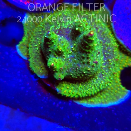 Acropora RR RAINBOW LOOM  (21.06.2025) L4-I-12  6cm