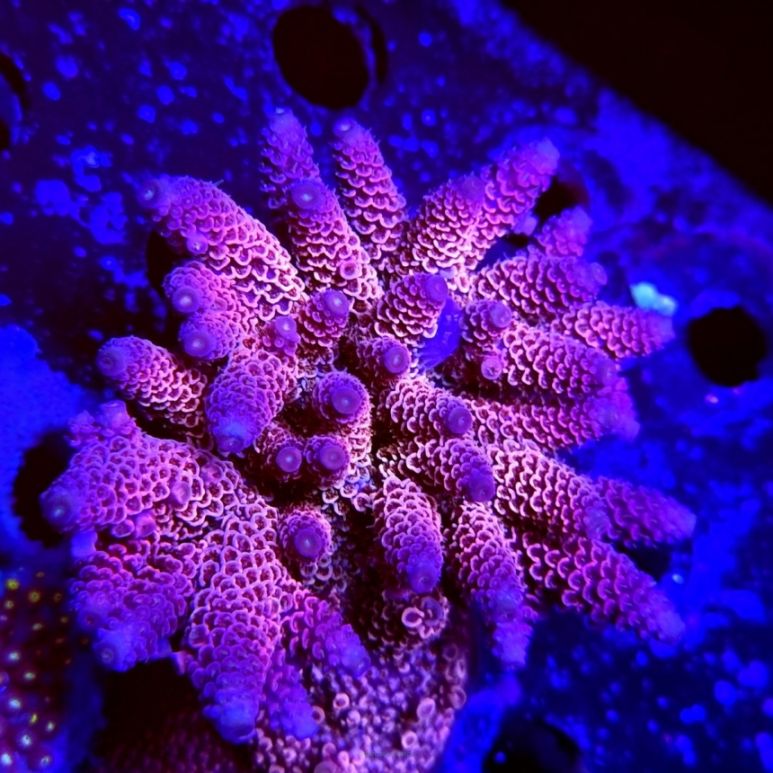 Acropora SPATHULATA AUSTRALIA (07.07.2021) MM4-I-30  9cm