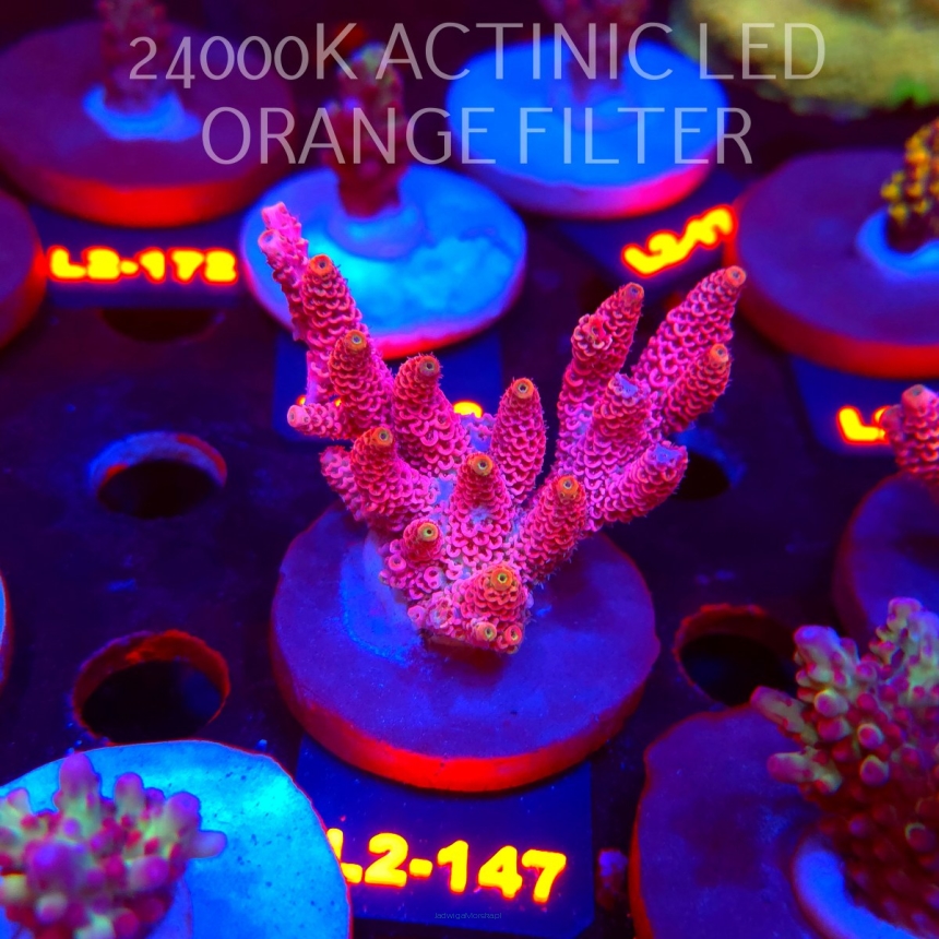 Acropora MILLEPORA PINK FUSION (14.08.2026) L2-147  7cm