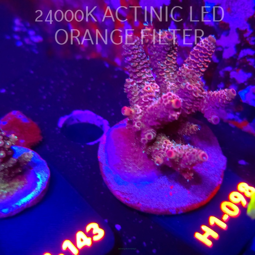 Acropora MILLEPORA PINK FUSION (02.02.2026) H1-098  6cm