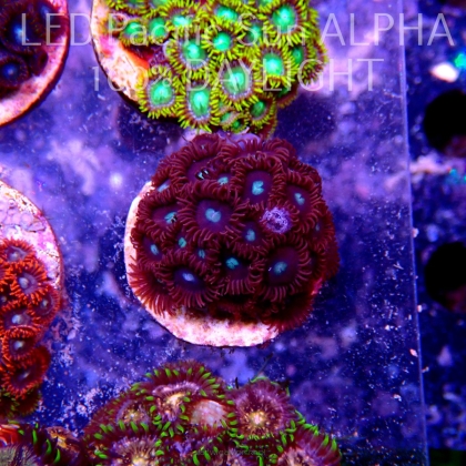 Zoanthus RED PEOPLE EATER ZOA (15.06.2023) SH1  25P+