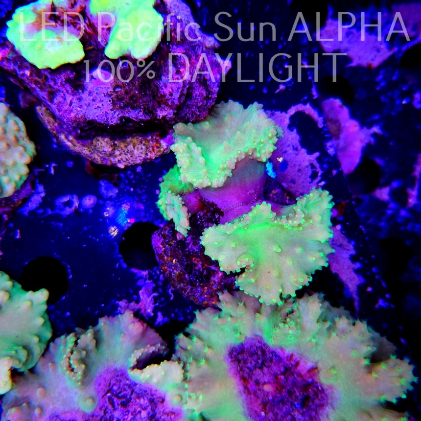Sinularia dura NEON YELLOW SPECIAL (11.01.2024)