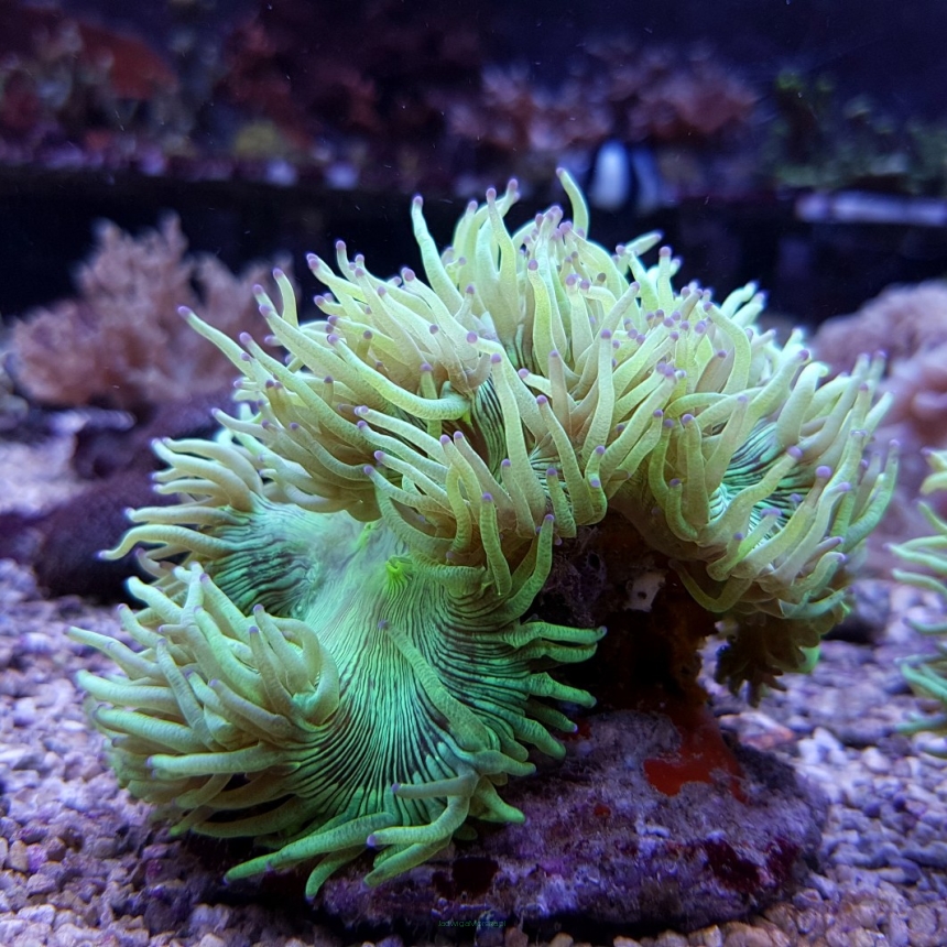 Catalaphyllia jardinei Green w/ Purple Tips