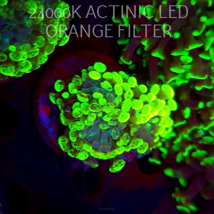 Euphyllia paraancora GRAFTED HAMMER (01.06.2026)  2H