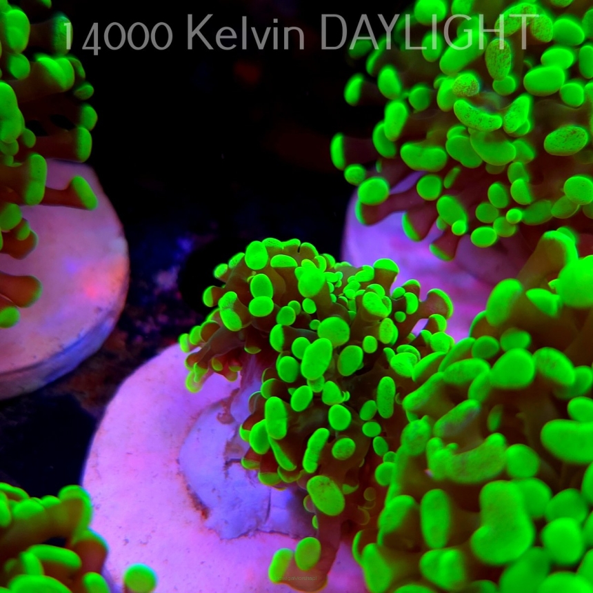 Euphyllia paraancora GREEN HOLOGRAM HAMMER (01.04.2025)