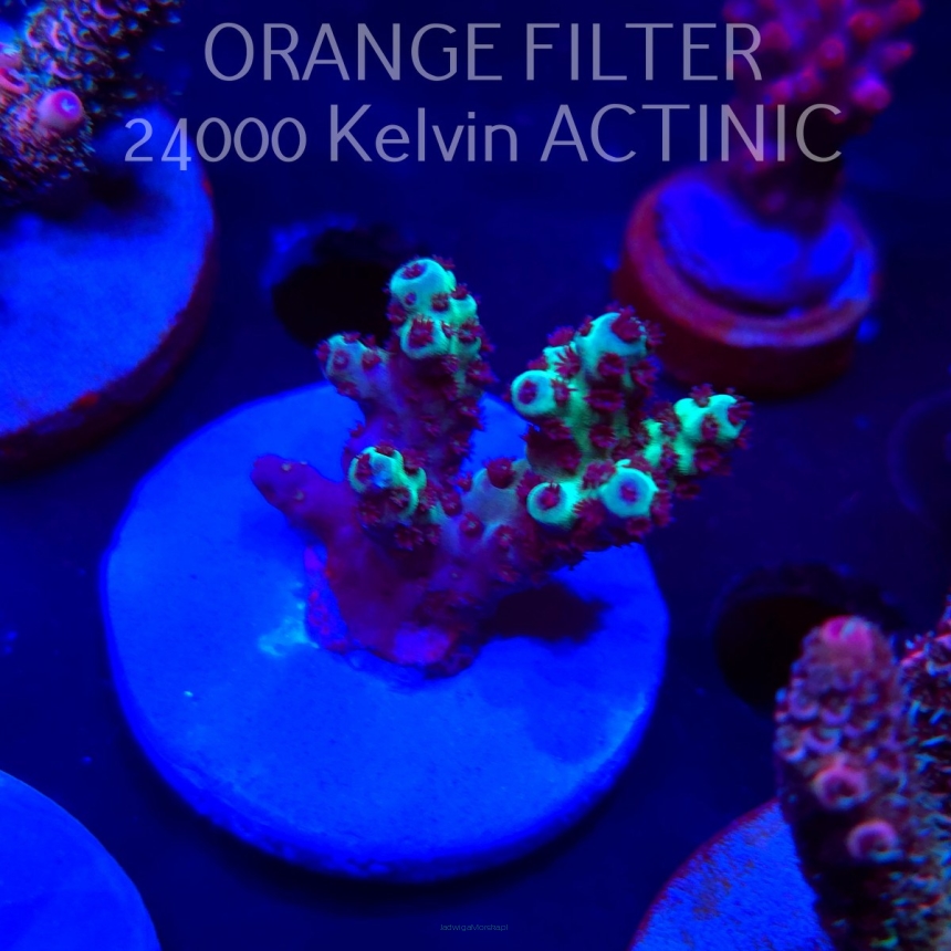 Acropora sarmentosa (04.10.2025)  3cm