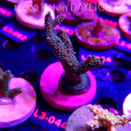 Acropora sp. PREMIUM AUSTRALIA (10.09.2026) L3-044  8cm