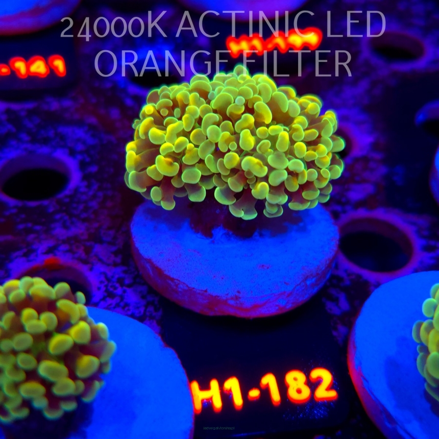 Euphyllia paraancora AUSSIE GREEN HOLOGRAM HAMMER (01.07.2026) H1-182  2H