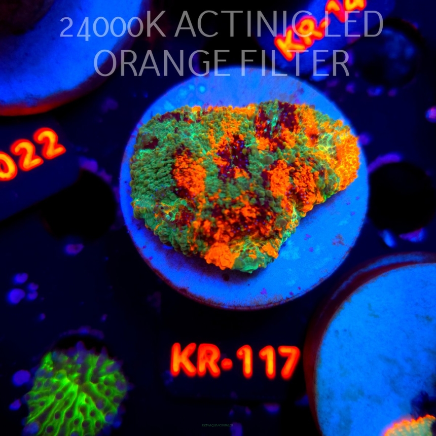 Acanthastrea ECHINATA AUSTRALIA RAINBOW SPECIAL (20.04.2026) KR-117  5cm