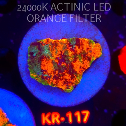 Acanthastrea ECHINATA AUSTRALIA RAINBOW SPECIAL (20.02.2026) KR-117  4cm