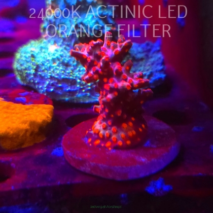 Cyphastrea decadia JF PINK BRANCHING (08.11.2025) MM1-I-39  6cm