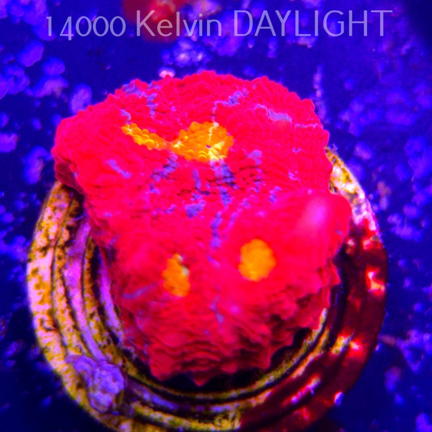  Echinophyllia OG Bugatti Chalice (07.05.2026)  2cm