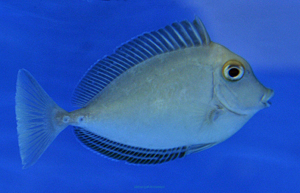 Naso unicornis rozmiar 12cm