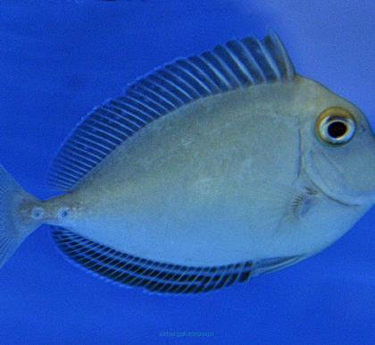 Naso unicornis rozmiar 12cm