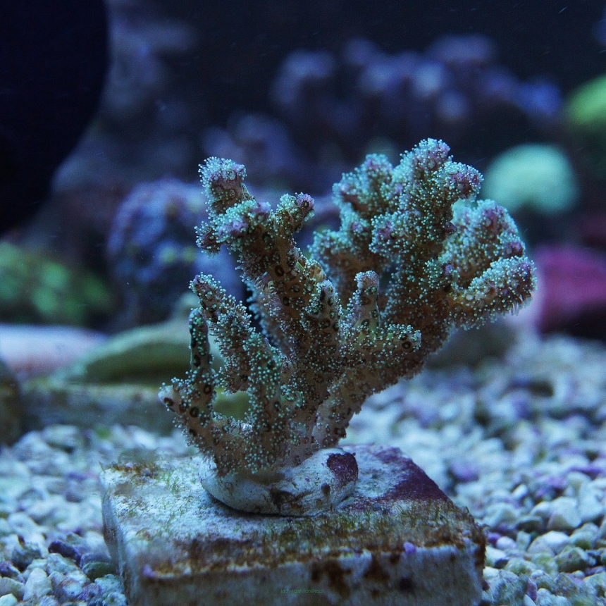 Pocillopora 