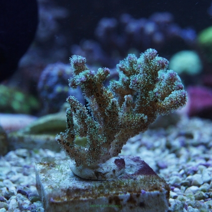 Pocillopora 