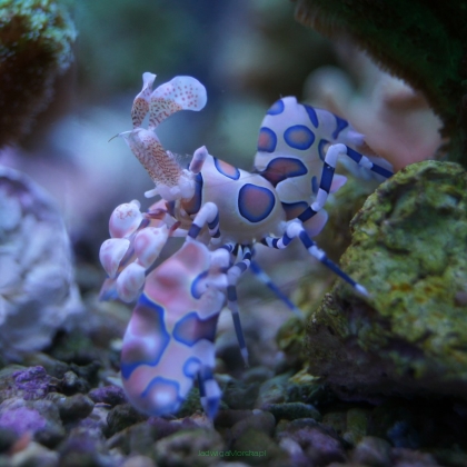 Hymenocera picta (Harlequin Shrimp) 3-4 cm