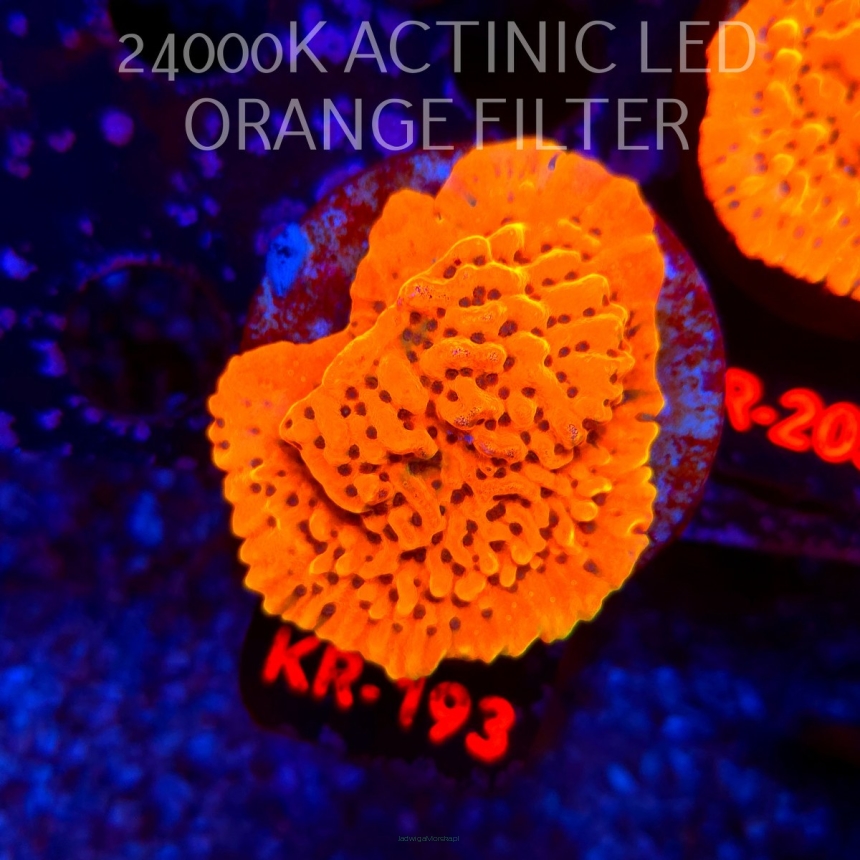 Montipora danae ULTRA (21.06.2026) KR-193  5cm