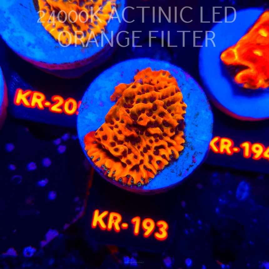 Montipora danae ULTRA (04.05.2026) KR-193  5cm