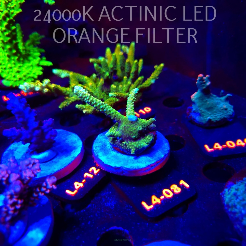 Acropora MILLEPORA SUNSET  (20.05.2026) L4-081  7cm